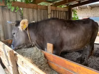 母牛, Swiss cattle — 照片 2