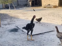 دجاج شمو — الصورة 5