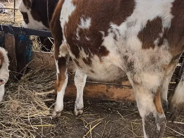Bulle, Simmental cattle