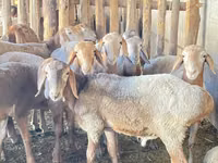 मेढ़ा, Rhon sheep — फ़ोटो 5