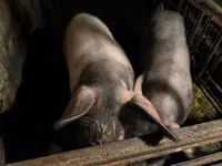 Säue, Schweine — Foto 5