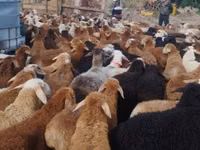公羊, Sheep — 照片 1