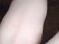 Schweine (Partie, Geschlecht nicht angegeben), Schweine — Foto 1