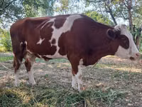 Kuh, Simmental cattle — Foto 2