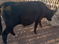 公牛, Cattle — 照片 1
