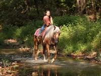 Айғыр, Quarter Horse — 2-сурет