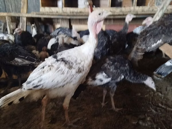 Turkeys — Kirgisistan