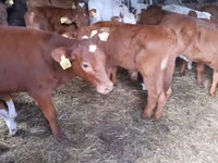 ثور, Simmental cattle — الصورة 2