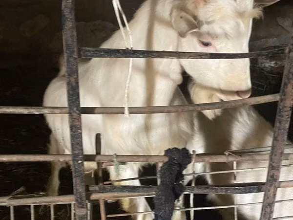 Goat, Dutch Landrace goats