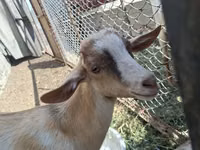 Ziegenbock, Alpine goat — Foto 1