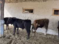 Buqa, Alatau zotі — 1-rasm