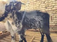 公山羊, Goats — 照片 2