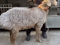 Қой, Arashan sheep — 1-сурет