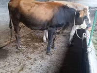 Cow, Cattle — photo 5