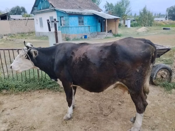 Kuh, Russian Black pied cattle — Kirgisistan