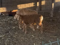 نعجة, Arashan sheep — الصورة 1