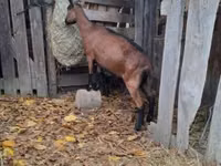 Ziege, Alpine goat — Foto 4