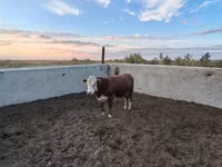 公牛, Swiss cattle — 照片 3