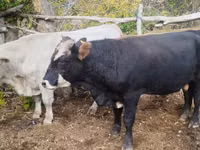 Bull, Kazakh White-headed cow — photo 1