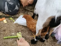 बकरा, Saanen goat — फ़ोटो 6