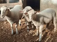 أغنام (دفعة، الجنس غير محدد), الأغنام — الصورة 3