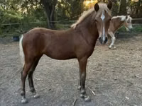 Бие, Haflinger — 4-сурет