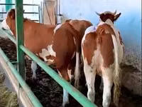 Kuh, Simmental cattle — Foto 1