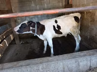 Бұқа, Swiss cattle — 2-сурет