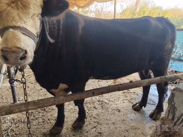 公牛, Simmental cattle — 乌兹别克斯坦