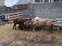 Widder, Kazakh meat-wool sheep — Foto 4