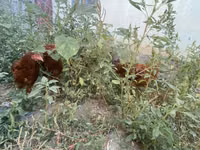 Chickens — Foto 2