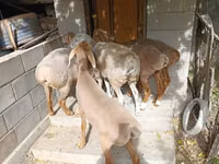 نعجة, Arashan sheep — الصورة 1
