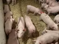 Schweine (Partie, Geschlecht nicht angegeben) — Foto 3