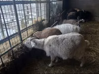 Ziege, Alpine goat — Foto 4