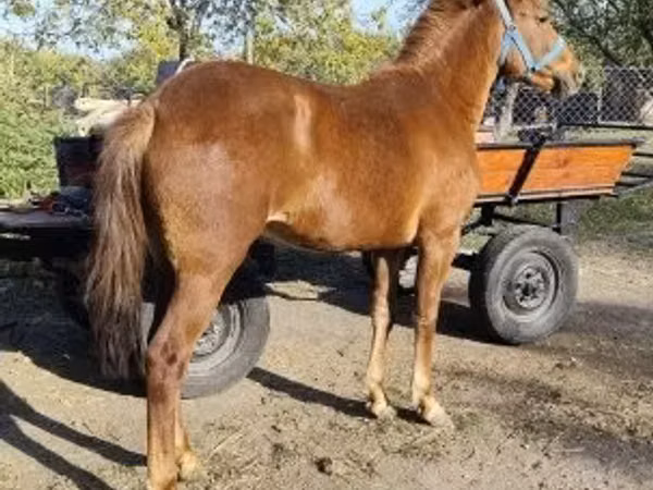 فرس, Hungarian horse breed