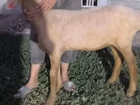 Oveja, Arashan sheep — foto 2