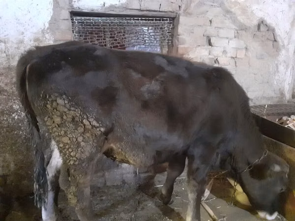 母牛, Cattle — 吉尔吉斯斯坦