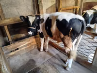 Bull, Russian Black pied cattle — photo 2