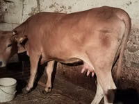 गाय, Latvian Blue cattle — फ़ोटो 1