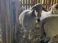 Schaf, Merinoland sheep — Foto 2