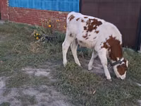 公牛, Simmental cattle — 照片 3