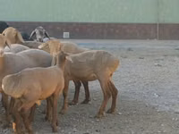 भेड़, भेड़ — फ़ोटो 1
