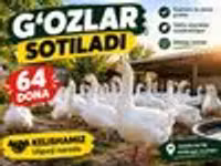Geese — Foto 5