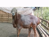 Carnero, Arashan sheep — foto 2