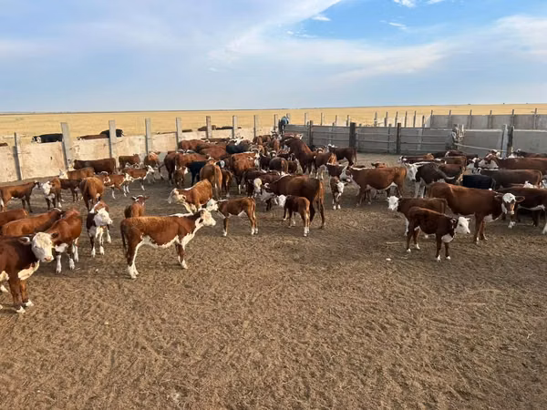 गाय, कजाख़स्तानी सफेद सिर वाली गाय
