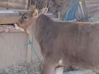 गाय, अलाताऊ नस्ल — फ़ोटो 1