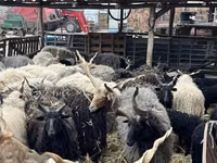 Schafe (Partie, Geschlecht nicht angegeben), Racka sheep — Foto 1