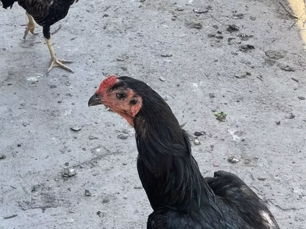 Chickens