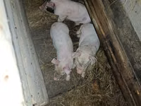 Schweine (Partie, Geschlecht nicht angegeben), Schweine — Foto 2