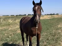 Horse (M), Horses — photo 3